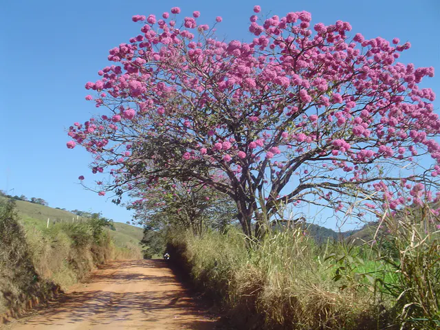 Árvore florida ao lado de uma estrada rural