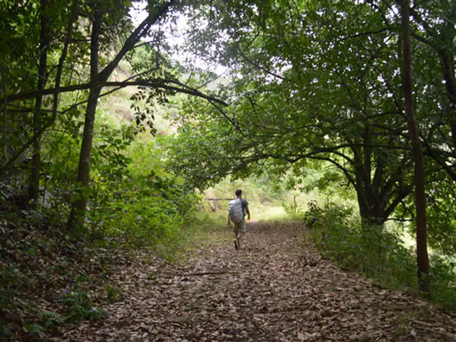 Caminhante em uma trilha arborizada